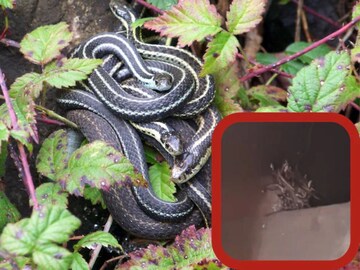 ট‍্যাঙ্কির ঢাকনা খুলে দেখতেই হাড়হিম! গিজগিজ করছে ৭০ টিরও বেশি...সংসার পেতেছে কারা?