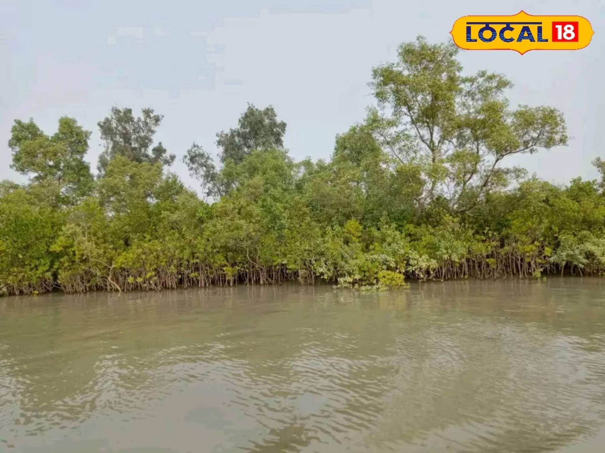 সুন্দরবনের মাতলা নদী থেকে উদ্ধার হল ওটা কী? তড়িঘড়ি ছুটে এল বন দফতর