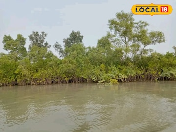 সুন্দরবন সুন্দরবন