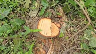 কুল কিনারা করতে পারছে না পুলিশ, ফের চন্দন গাছ চুরি মেমারিতে