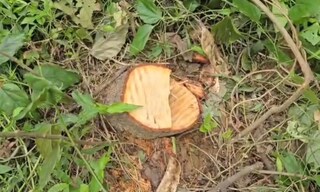 কুল কিনারা করতে পারছে না পুলিশ, ফের চন্দন গাছ চুরি মেমারিতে
