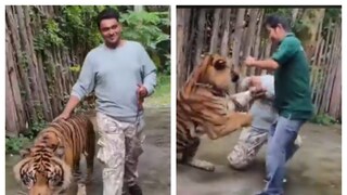 আচমকাই পর্যটককে আক্রমণ করে বসে বাঘটি৷ ছবি- এক্স 