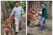 সেলফি তোলার সময় আসল রূপ ধরল পোষা বাঘ, ফুকেটে বড় বিপদে ভারতীয় পর্যটক! দেখুন ভিডিও