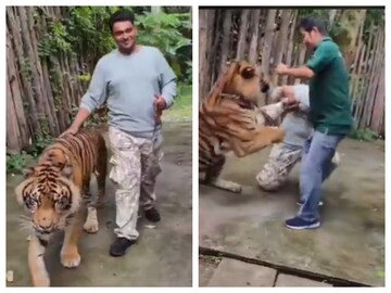আচমকাই পর্যটককে আক্রমণ করে বসে বাঘটি৷ ছবি- এক্স 