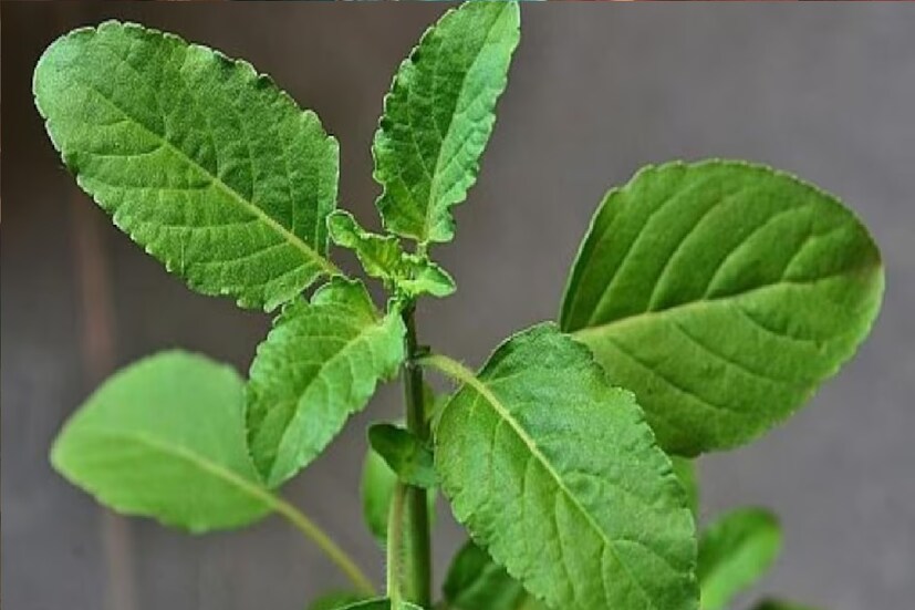 *সকালে খালি পেটে তুলসীর রস খাওয়া শরীর থেকে বিষাক্ত পদার্থ অপসারণ এবং রোগ প্রতিরোধ ক্ষমতা বাড়াতে কার্যকর বলে মনে করা হয়। তুলসী পাতা চিবিয়ে সরাসরি খেতে পারেন। তুলসী চা তৈরি করা খুব সহজ হলেও এটি পান করার অনেক উপকারিতা রয়েছে। এটি গলা এবং শ্বাসযন্ত্রের ট্র্যাক্ট পরিষ্কার করতে সহায়তা করে। সংগৃহীত ছবি।