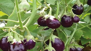 Brinjal Cultivation
Brinjal Cultivation