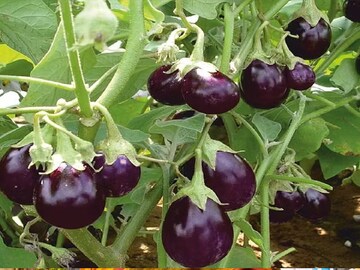 Brinjal Cultivation
