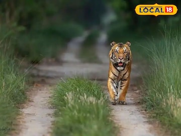 সমুদ্র, বাঘ, জঙ্গল...সমুদ্রের পাড়ে এই জঙ্গল ঘিরে বাড়ছে উত্‍সাহ! ঘুরতে যেতে চান? কোথায় আছে জেনে নিন