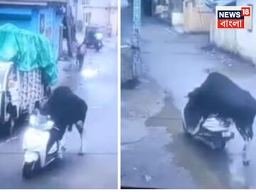 একঘেয়ে জীবন থেকে ছুটি! স্কুটারে চেপে বসল আস্ত ষাঁড়, তারপর যা হল, দেখুন ভিডিও...