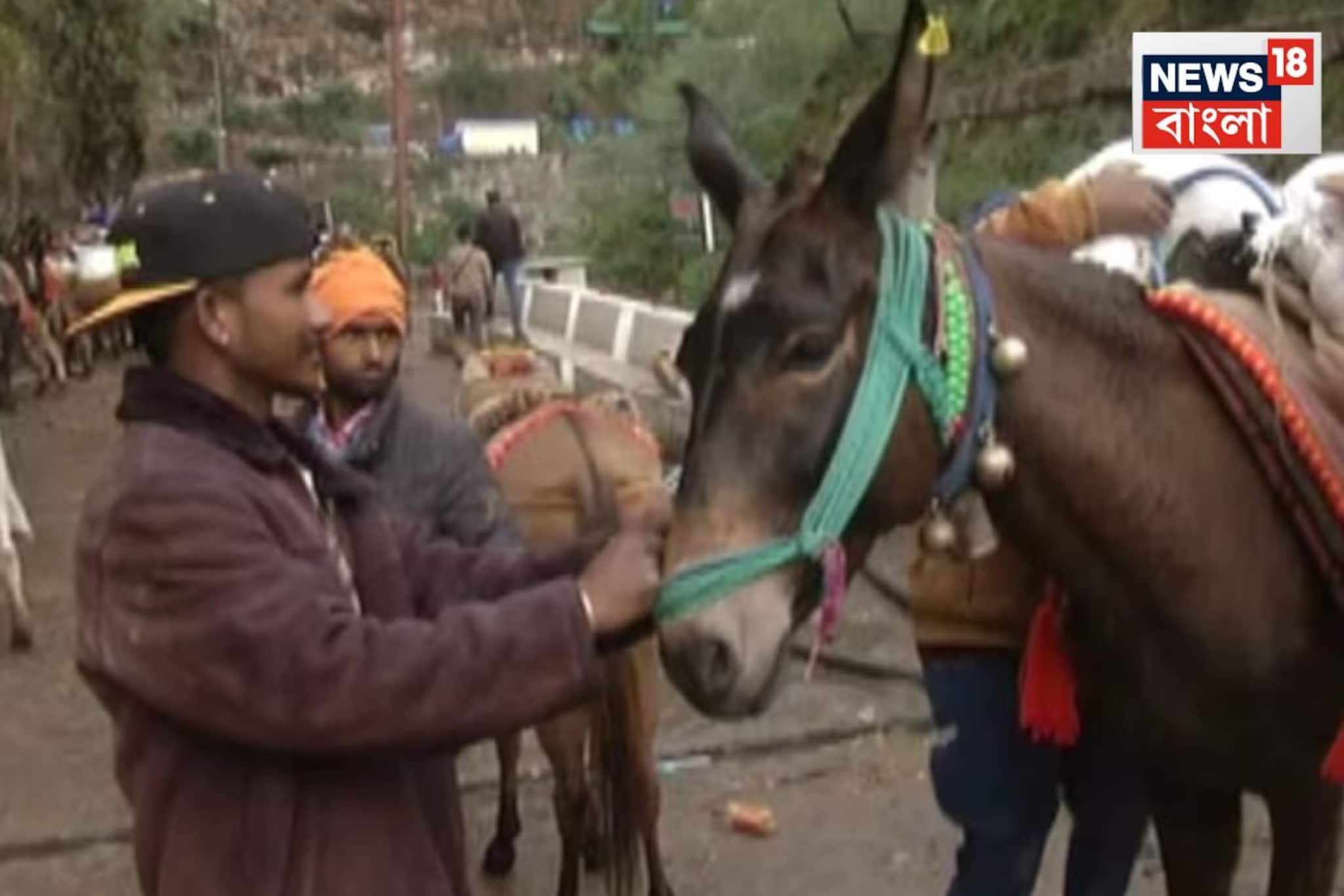 কেদারনাথে ভয়ঙ্কর ভাইরাসের হানা! একসঙ্গে ১৪টি ঘোড়ার মৃত্যু, দিল্লি থেকে আসছে বিশেষ দল...