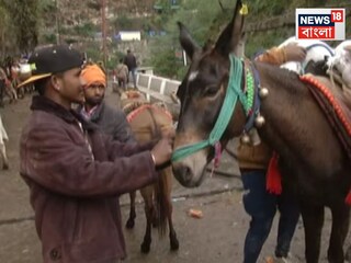 কেদারনাথে ভয়ঙ্কর ভাইরাসের হানা! একসঙ্গে ১৪টি ঘোড়ার মৃত্যু, দিল্লি থেকে আসছে বিশেষ দল...