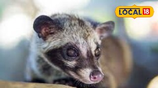 ধানের গোলায় মিলল ভয়ঙ্কর প্রাণী! যার মল বিক্রি হয় লাখ লাখ টাকায়, তারপর যা হল... ধানের গোলায় মিলল ভয়ঙ্কর প্রাণী! যার মল বিক্রি হয় লাখ লাখ টাকায়, তারপর যা হল...