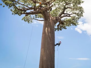 Villagers Climb Tree for OTP: OTP আসলেই এখানে গাছে উঠে যান মানুষ! 5G-এর যুগে মিলছে না 2G পরিষেবাও, কোন গ্রাম জানেন? Villagers Climb Tree for OTP: OTP আসলেই এখানে গাছে উঠে যান মানুষ! 5G-এর যুগে মিলছে না 2G পরিষেবাও, কোন গ্রাম জানেন?