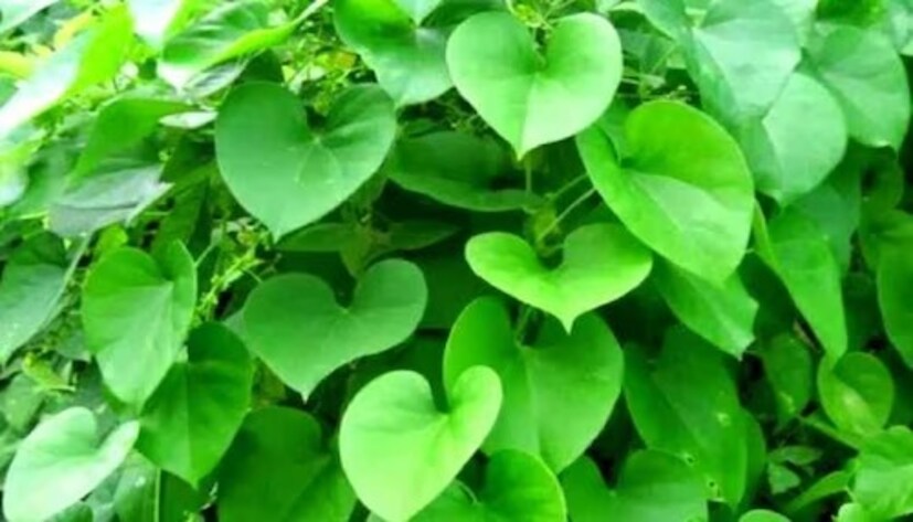 গুলঞ্চ (গিলয়) গুলঞ্চ বা গিলয় একটি প্রাকৃতিক আয়ুর্বেদিক উপাদান, যা রোগ প্রতিরোধ ক্ষমতা বাড়ানোর পাশাপাশি ইউরিক অ্যাসিড কমাতেও অত্যন্ত কার্যকর। গুলঞ্চের ক্বাথ বা গুলঞ্চ ট্যাবলেট খাওয়া যেতে পারে। এটি রক্ত পরিষ্কার করে এবং প্রদাহ কমায়।