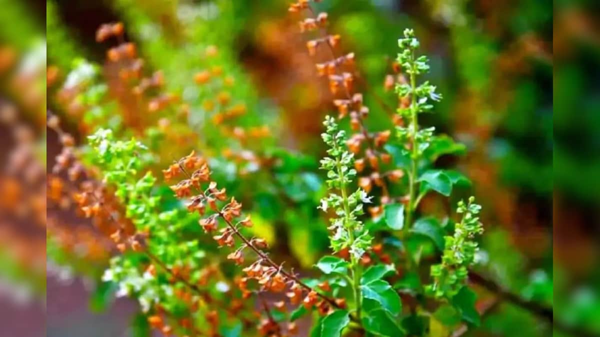 keeping tulsi manjari or tulsi flower in almirah removes financial problems fills locker with money astrology vastu tips