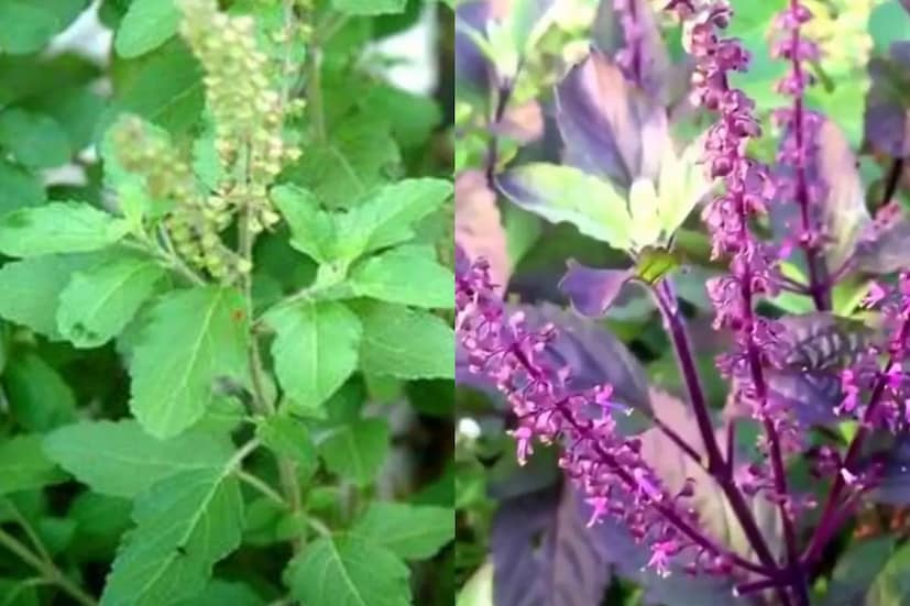 রাম এবং কৃষ্ণ তুলসির মধ্যে প্রধান পার্থক্য হল তাদের সহজাত প্রকৃতি, বৈশিষ্ট্য এবং রঙের মধ্যে। এবং এর বৈশিষ্ট্যের কারণে, এটি বিভিন্ন উপায়ে ব্যবহৃত হয়। রাম তুলসি উজ্জ্বল সবুজ রঙের হলেও, কৃষ্ণ তুলসির রঙ গাঢ় সবুজ এবং বেগুনি। আর রাম তুলসির স্বাদ হালকা এবং মিষ্টি, ভেষজ স্বাদের হলেও, কৃষ্ণ তুলসির স্বাদ তীব্র। এছাড়াও রাম তুলসির পাতা কিছুটা বড় এবং প্রশস্ত, কৃষ্ণ তুলসির পাতা সরু এবং নির্দিষ্ট আচার-অনুষ্ঠানে ব্যবহৃত হয়।