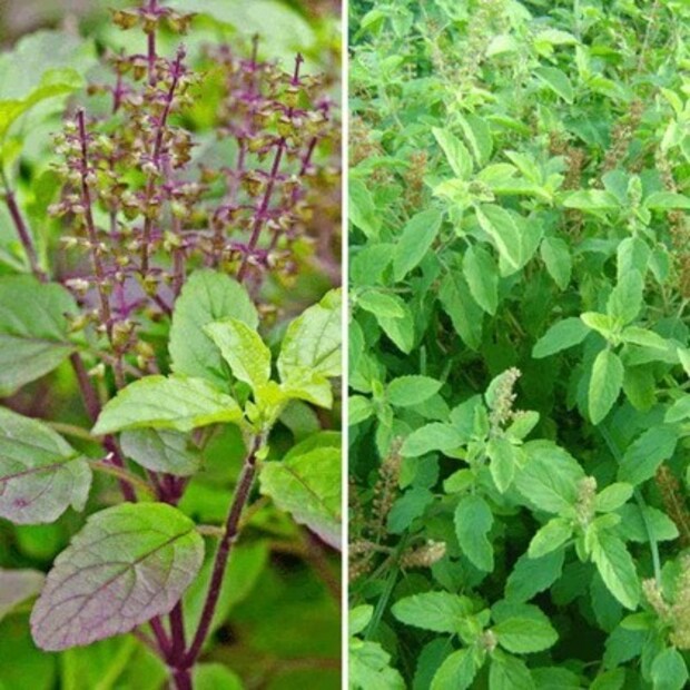 রাম তুলসি সাধারণত দৈনন্দিন পূজা, ভেষজ চা এবং সাধারণ সুস্থতার জন্য গৃহস্থালিতে সবচেয়ে বেশি ব্যবহৃত হয়। প্রতিদিনের প্রার্থনার সময় ভগবান বিষ্ণু, ভগবান কৃষ্ণ এবং মা লক্ষ্মীর মতো দেবতাদের উদ্দেশে রাম তুলসি নিবেদন করা হয় এবং এর পাতাগুলি হজমশক্তি উন্নত করতে, রোগ প্রতিরোধ ক্ষমতা উন্নত করতে এবং মানসিক চাপ কমাতে চা, কড়া এবং রস তৈরিতে ব্যবহৃত হয়।