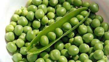 শীতের প্রিয় সবজি মটরশুঁটি... ঠিক কতদিন ফ্রিজে রেখে সংরক্ষণ করা যায় জেনে নিন, তাজা থাকবে!