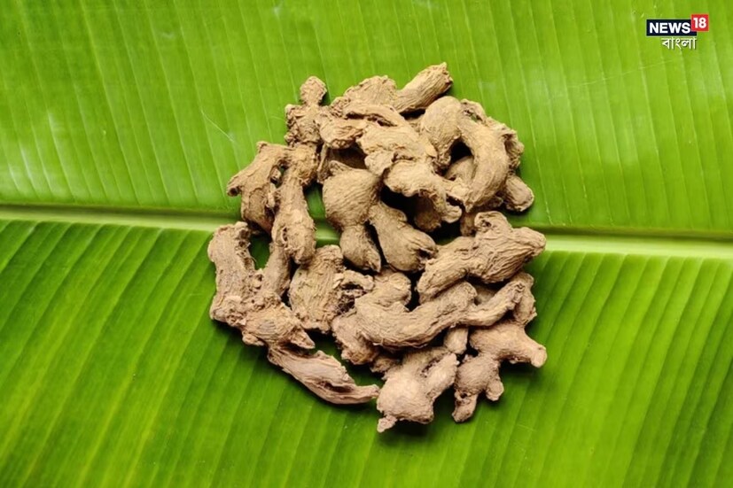শুকনো আদাতে ইথাইল অ্যাসিটেট নামক একটি উপাদান পাওয়া যায়, যা হাইপারইউরিসেমিক (উচ্চ ইউরিক অ্যাসিড) মাত্রা কমাতে কার্যকর হতে পারে। এছাড়াও, শুকনো আদাতে উপস্থিত পলিফেনল এবং ফ্ল্যাভোনয়েড অক্সিডেটিভ স্ট্রেস কমাতে এবং কিডনির কার্যকারিতা উন্নত করতে সাহায্য করে,যা ইউরিক অ্যাসিডের নিঃসরণও উন্নত করে।