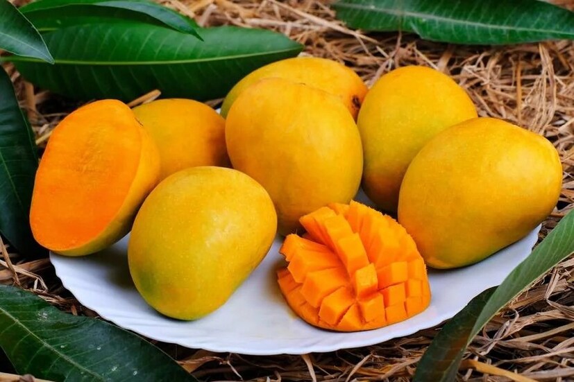 ডাঃ কীর্তি কুলকর্ণী জানিয়েছেন, বর্ষায় আম খাওয়া একেবারে উচিত নয়। তাঁর মতে, গ্রীষ্মকালে আম খাওয়া নিরাপদ ও উপকারী হলেও, বর্ষার সময় এই ফলে জীবাণুর সংক্রমণের আশঙ্কা বেড়ে যায়। বৃষ্টির জল আমের খোসায় ছত্রাক (মোল্ড) ও ব্যাকটেরিয়া তৈরি করে, যা ফলকেও সংক্রামিত করতে পারে।