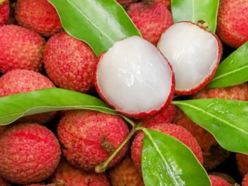 লিচুর গ্লাইসেমিক ইনডেক্স প্রায় ৫০৷ যে সব খাবারের গ্লাইসেমিক ইনডেক্স ৫৫-র কম, সেগুলি পরিপাক হতে সময় লাগে৷ ফলে রক্তে শর্করার মাত্রাও ধীরগতিতে বাড়ে৷ ঝড়ের বেগে শর্করামাত্রা বৃদ্ধি পায় না এই খাবারগুলির প্রভাবে৷
