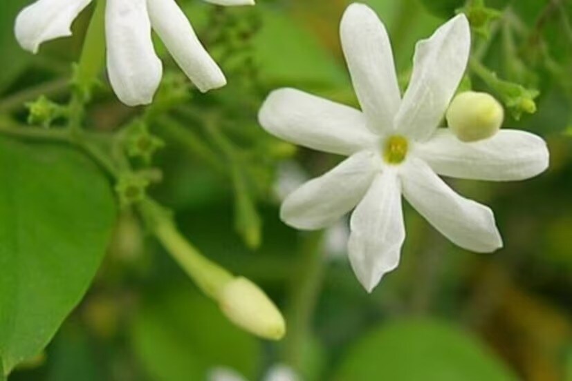 এর পর ঝুরো মাটিতে ভার্মিকম্পোস্ট সার দিয়ে দিন গাছের গোড়ায়। এতে প্রচণ্ড গরমে গাছ ভাল থাকবে। এক মগ জলে নিন এক চামচ সরষে খোল, শুকনো করে রাখা কলার খোসা এক মুঠো, এক চামচ হাড়ের গুঁড়ো দিয়ে ওই মিশ্রণ রেখে দিন ৪ থেকে ৫ দিন।