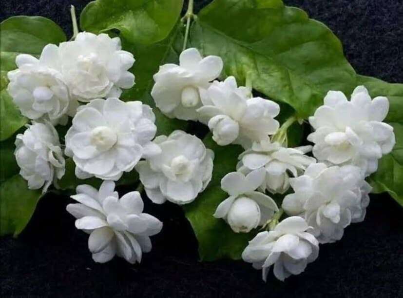 মজিয়ে নেওয়া এই মিশ্রণে মেশান এক চামচ ‘সাফ’ পাউডার। তার পর আরও কিছুটা জল মিশিয়ে পাতলা করে দিন গাছের গোড়ায়। এই তরল সার অব্যর্থ বেল ও জুঁইগাছের পরিচর্যায়। প্রতি ১০ দিনে ১ বার এটা ব্যবহার করলে গাছ ছেয়ে যাবে সবুজ পাতায়। ঝাঁকড়া গাছে আসবে অজস্র কুঁড়ি।