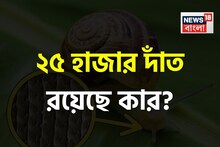 কোন প্রাণীর রয়েছে ২৫ হাজার দাঁত? উত্তর দিতে পারলে আপনি জিনিয়াস