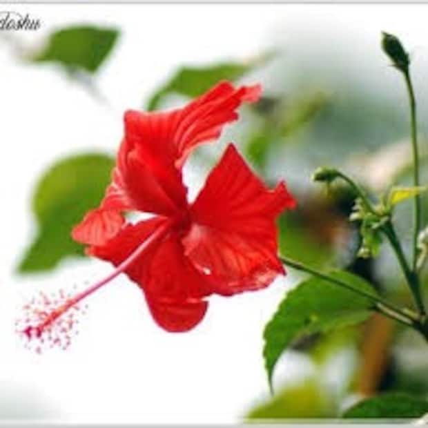 ২০ অক্টোবর দিবাগত রাতেই অমাবস্যা তিথি মধ্যরাত্রিকে স্পর্শ করছে, তাই ২০ অক্টোবর রাতেই পূজিত হবেন মা কালী।