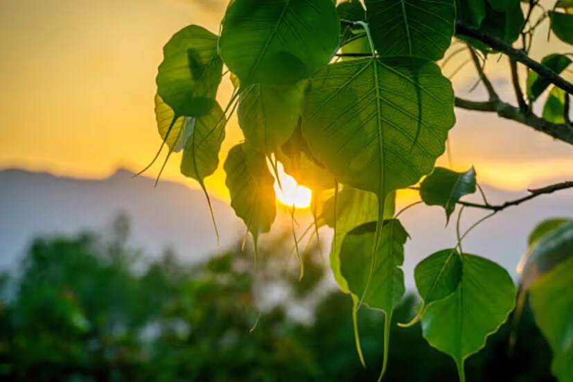 অযোধ্যার জ্যোতিষ কল্কী রাম বলেছেন, 