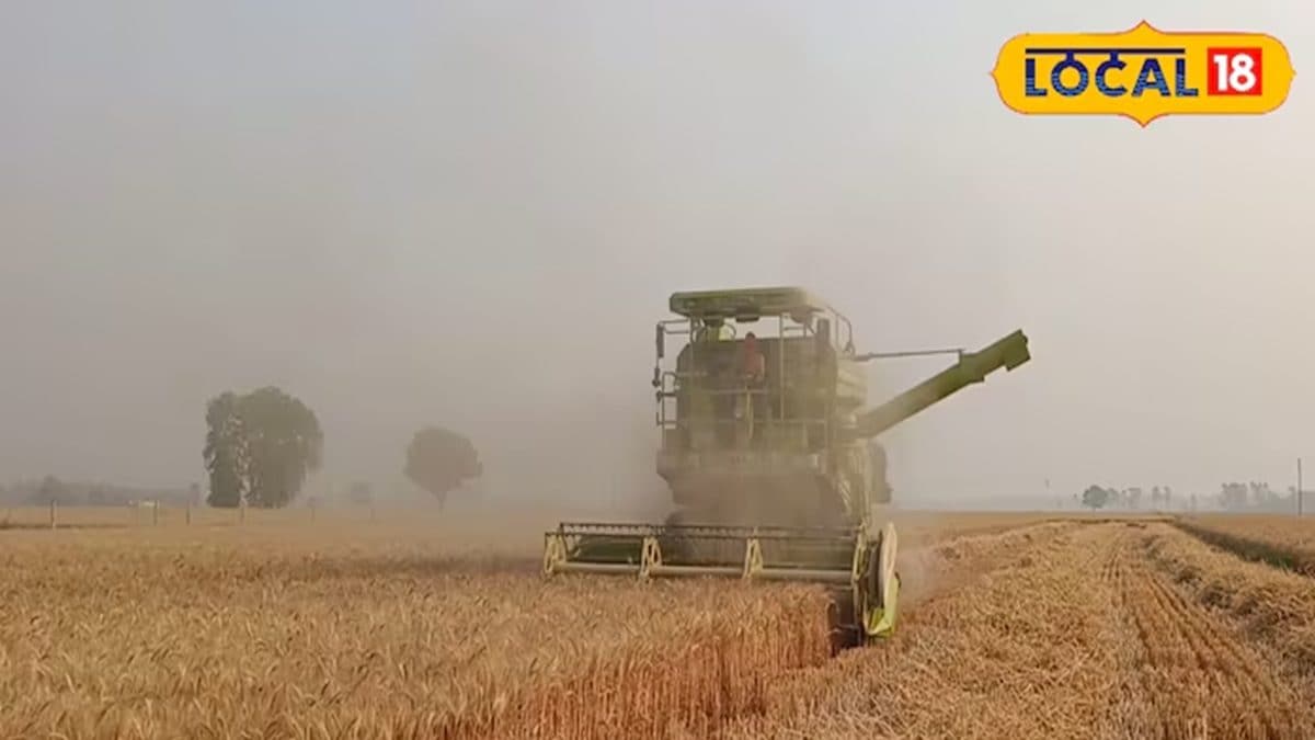 মজুত রাখা গমের ড্রাম বা বস্তায় রাখুন ছোট্ট এই জিনিস, পোকামাকড়ের হাত থেকে সুরক্ষিত ফসল