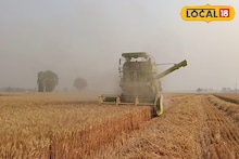 মজুত রাখা গমের ড্রাম বা বস্তায় রাখুন ছোট্ট এই জিনিস, পোকামাকড়ের হাত থেকে সুরক্ষিত ফসল
