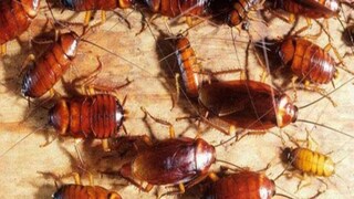 আরশোলার হাত থেকে পান পাকাপাকি মুক্তি! এই ৫ উপকরণে তৈরি ঘরোয়া স্প্রে, কোণায় লুকানো আরশোলাও পালাবে পিলপিল করে...