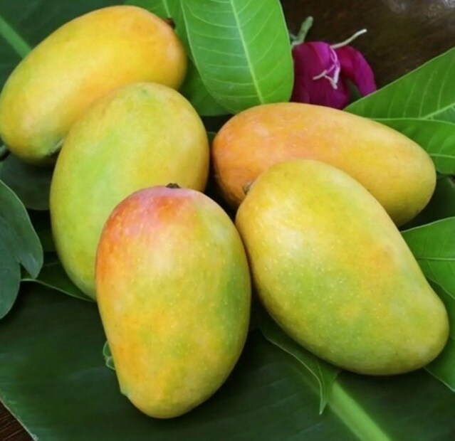 বাজারের ফল কিনতে আসা এক ক্রেতা আনন্দ রায় জানান, &quot;এখনোও বাজারে মালদার আম প্রবেশ করেনি। ফলে ক্রেতাদের এই আম দারুণ পছন্দ হচ্ছে। ১০০ টাকা কিলো দরের এই আমেই আপাতত আমের স্বাদ মিটছে ক্রেতাদের।&quot;