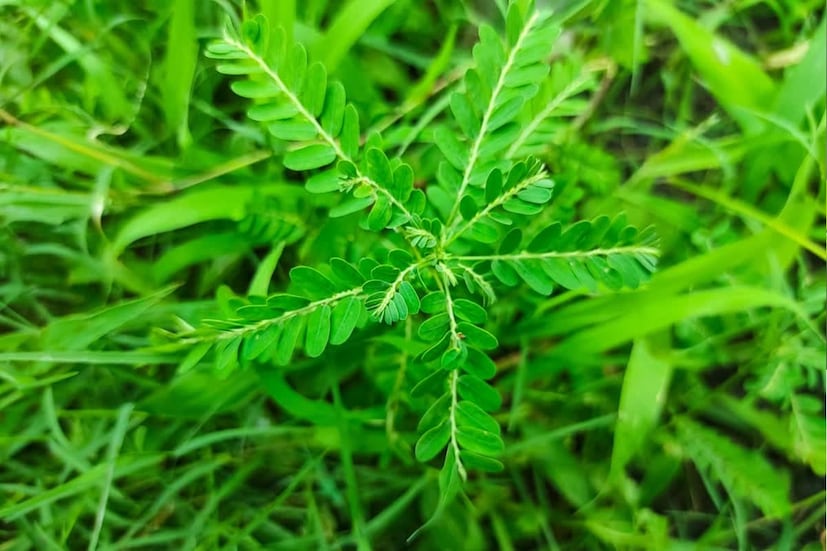 এই পাতা প্রাচীনকাল থেকে ঔষধি হিসেবে ব্যবহৃত হচ্ছে। তবে এত গুণ থাকার সত্বেও অধিকাংশ মানুষের কাছে এই গাছ ঔষধ হিসেবে অজানা। এই গাছ সহজে ব্যবহার করে উপকার পাওয়া যায়। 