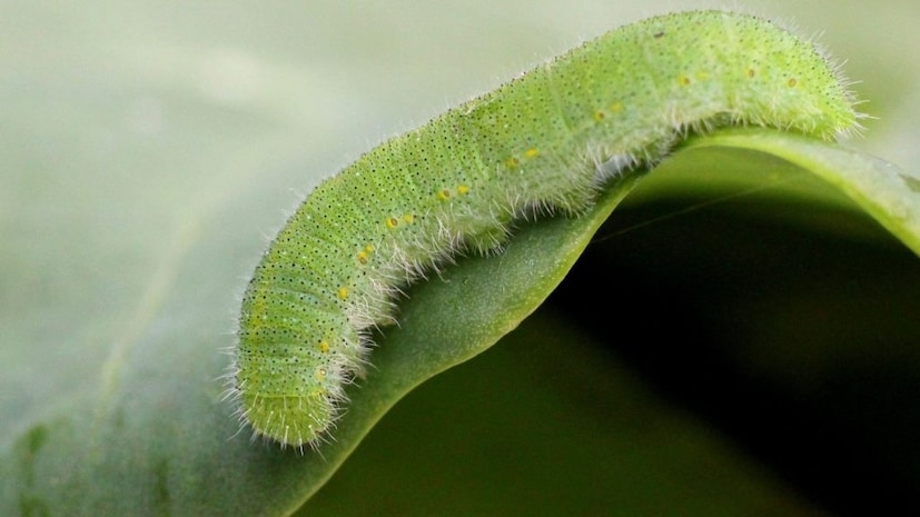 এই জলে বাঁধাকপিটি ১০-১৫ মিনিট ভিজিয়ে রাখুন। এর ফলে বাঁধাকপির ভিতরে আটকে থাকা পোকামাকড় সহজেই দূর হবে বা মরে যাবে।