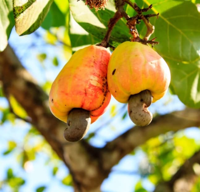 আর এই কাজু সংগ্রহ করার সময় স্থানীয় কিছুজনকে এই কাজু ফল খেতেও দেখা যায়।এই ফলের স্বাদও নাকি বেশ ভাল। কাজু ফল প্রসঙ্গে স্থানীয় গৌরি হেমব্রম, রানি হেমব্রমরা বলেন, &quot;এই ফল আমরা গাছ থেকে পেড়ে খাই। খেতে খুব ভাল মিষ্টি। কাজু ছাড়িয়ে নিই তারপর খাই। আমরা এইগুলোকে আম বলি।&quot;