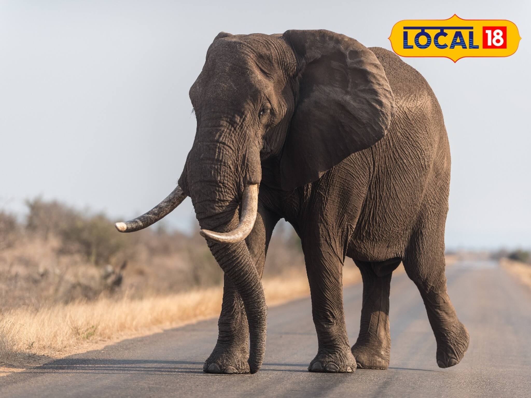 ভোররাতে অনুষ্ঠান থেকে বাড়ি ফেরার চেষ্টায় কাল! হাতির হানায় প্রাণ গেল ২ স্কুল পড়ুয়ার