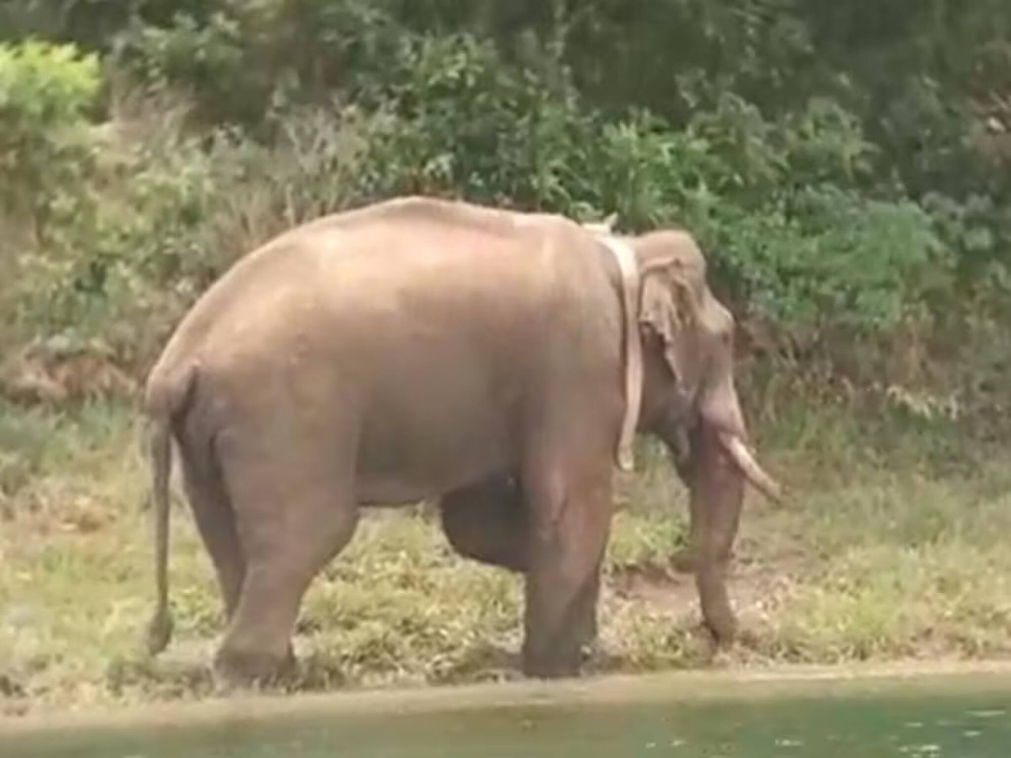 উত্তরবঙ্গের ফালাকাটায় হাতির হামলা! মৃত্যু একই পরিবারের তিনজনের