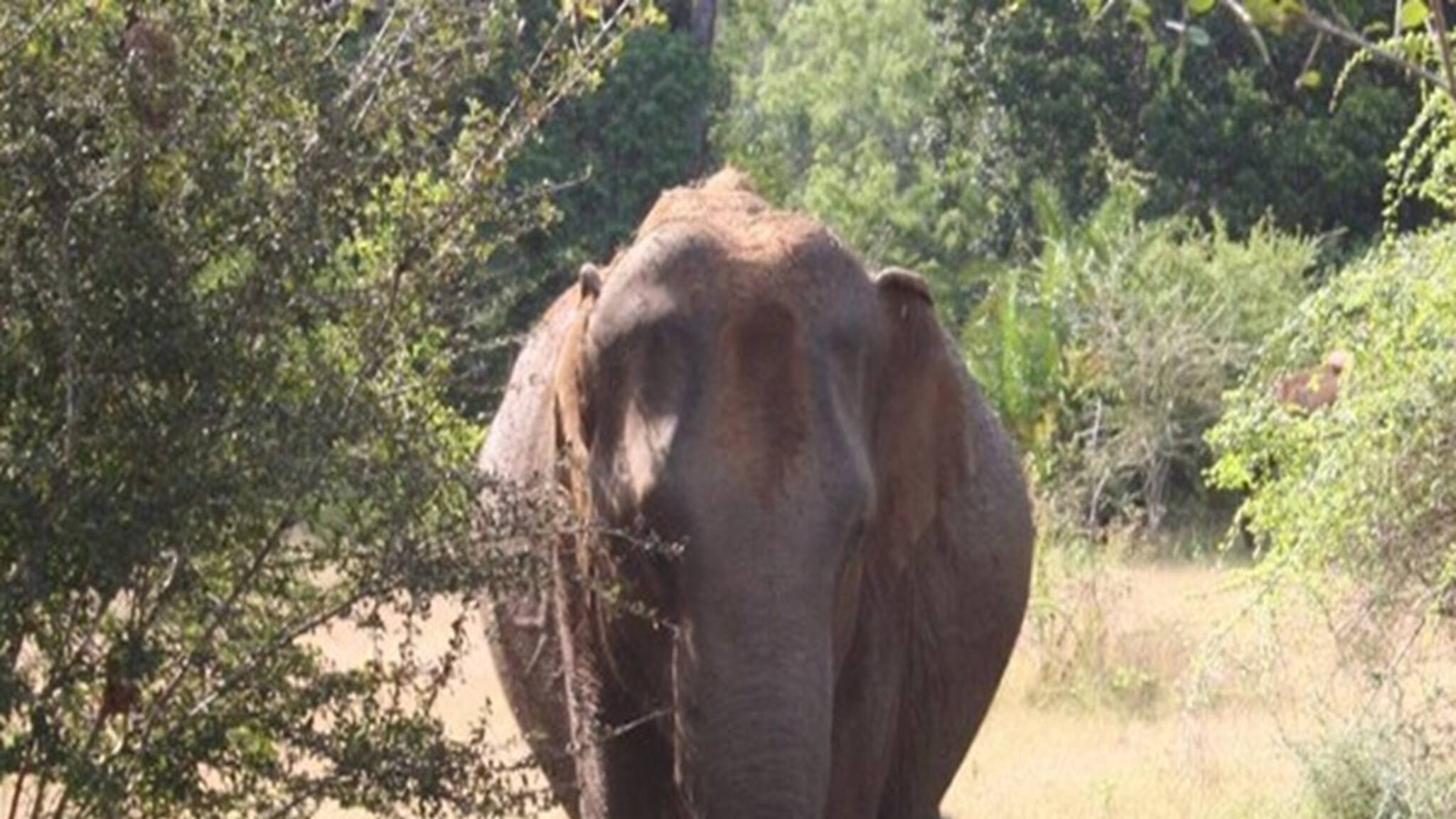 চলন্ত গাড়ির সামনে হঠাৎ হাতি! তারপর যা ঘটল...
