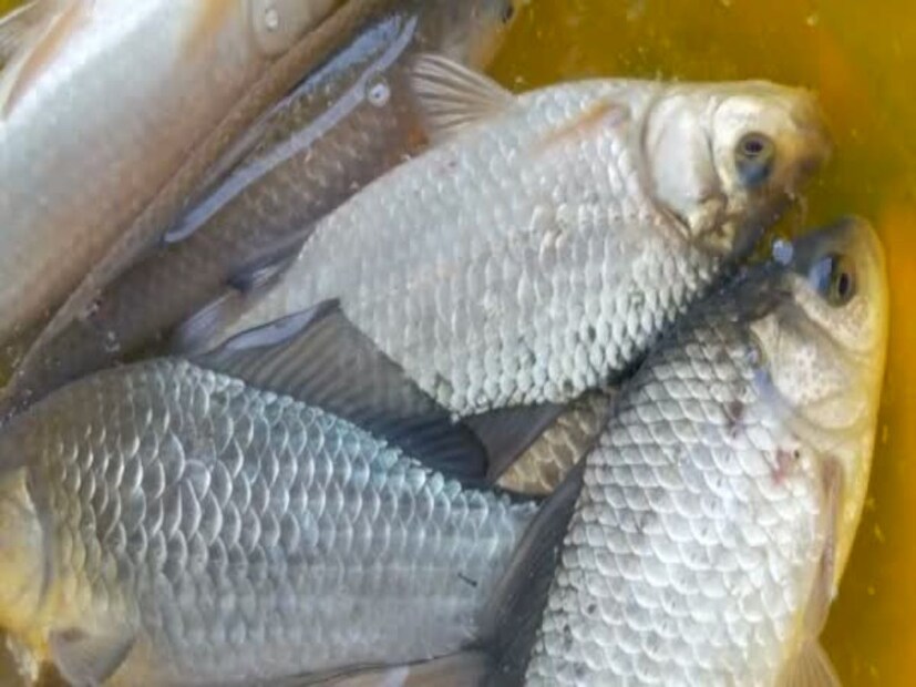 লাল শরীরী একটা আভা দেখতে পাওয়া যায় এই মাছের গায়ে আর পিঠে থাকে পালকের মতো আঁশ। জেলেরা একে রূপালী বাঘ মাছও বলে যার ইংরেজি নাম &quot;ম্যানগ্রোভ জ্যাক&quot;।