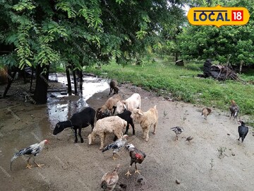 হাঁস, মুরগি, ছাগল, ভেড়া হাঁস, মুরগি, ছাগল, ভেড়া