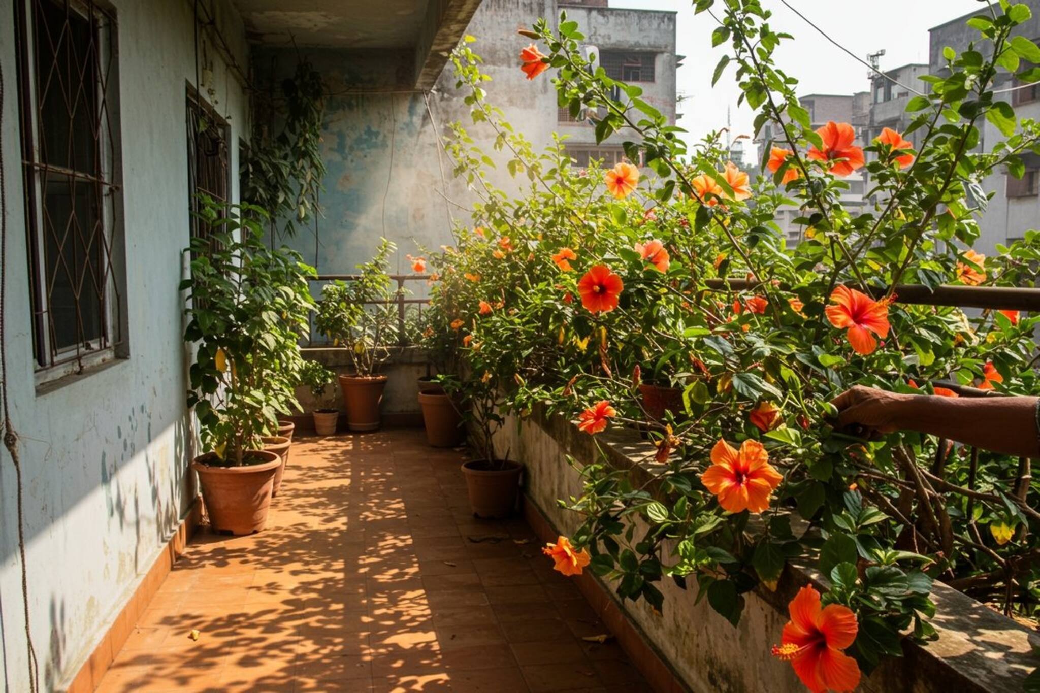 বাড়ির বাগান ভরে থাকবে জবা ফুলে, গোড়ায় দিন এই জিনিস... ফুল রাখার জায়গা পাবেন না!