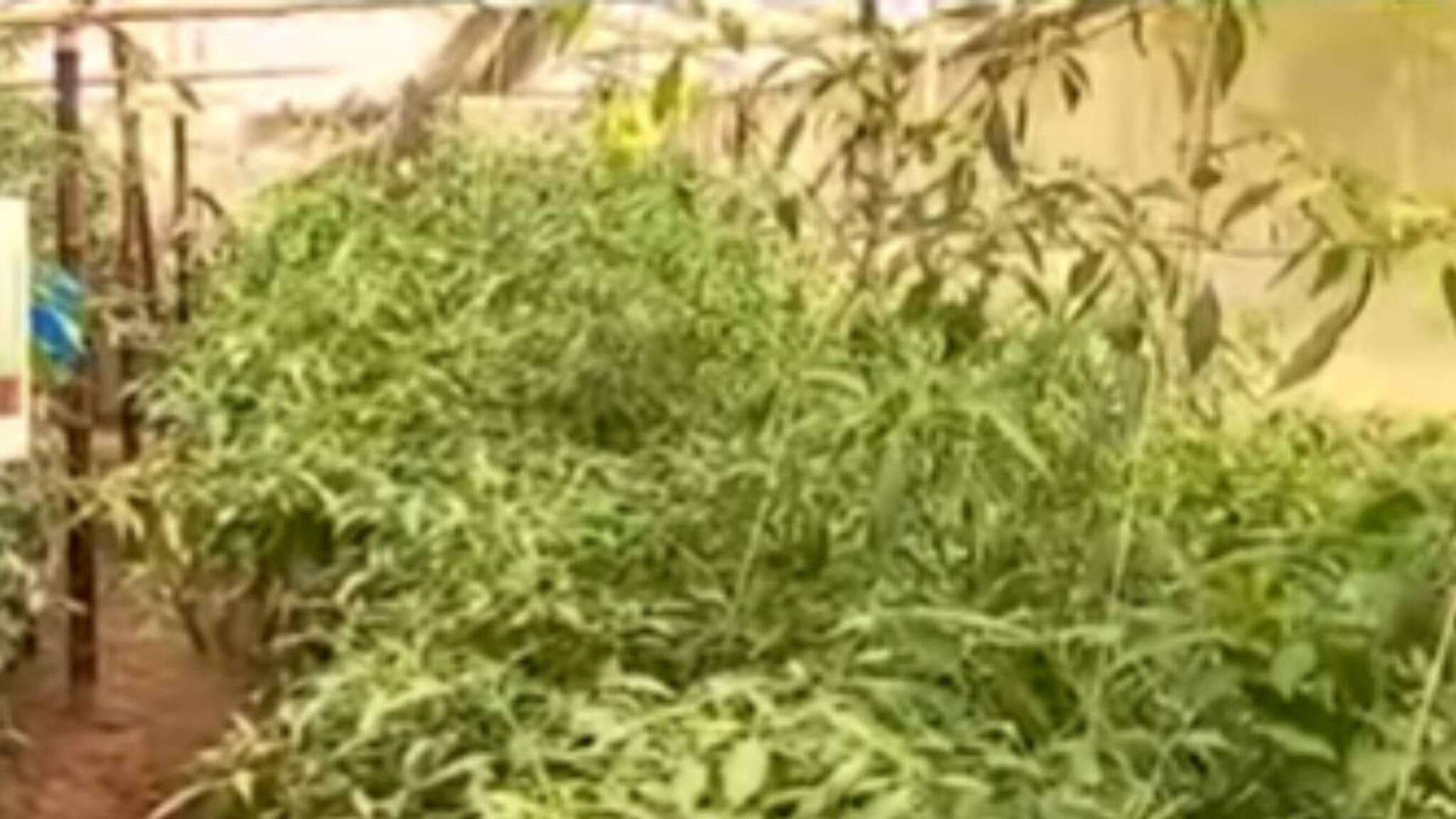 সিঙ্গুরের লাল লঙ্কা পারি দিল জাপানে! অপেক্ষা বিপুল অর্ডারের