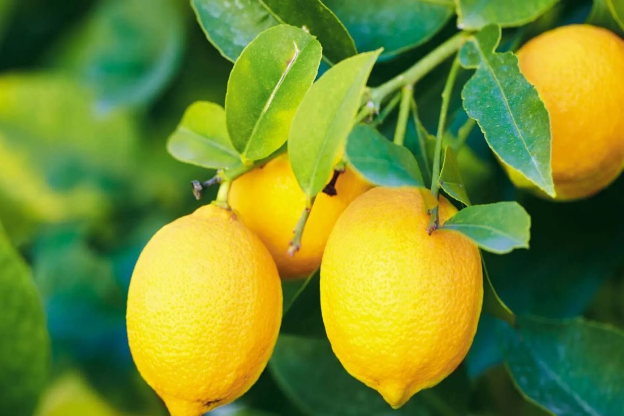 লেবুতে লেবুতে ভরে যাবে গাছ! শুধু ১ চামচ এই 'জিনিস' মিশিয়ে দিন মাটিতে, কে ঠেকায় কামাল ফলন