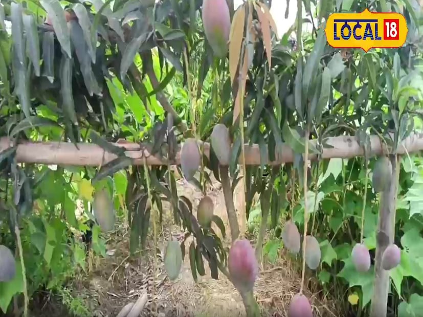 এই আমের উৎপত্তি জাপানের মিয়াজাকি প্রদেশে। এখানকার বিশেষ জলবায়ু এবং সূক্ষ্ম যত্নের কারণে এই আম এত উন্নত মানের হয়। আমটির চামড়া গাঢ় লাল ও উজ্জ্বল, যা দেখতে অনেকটা রত্নের মতো ঝকঝকে লাগে।