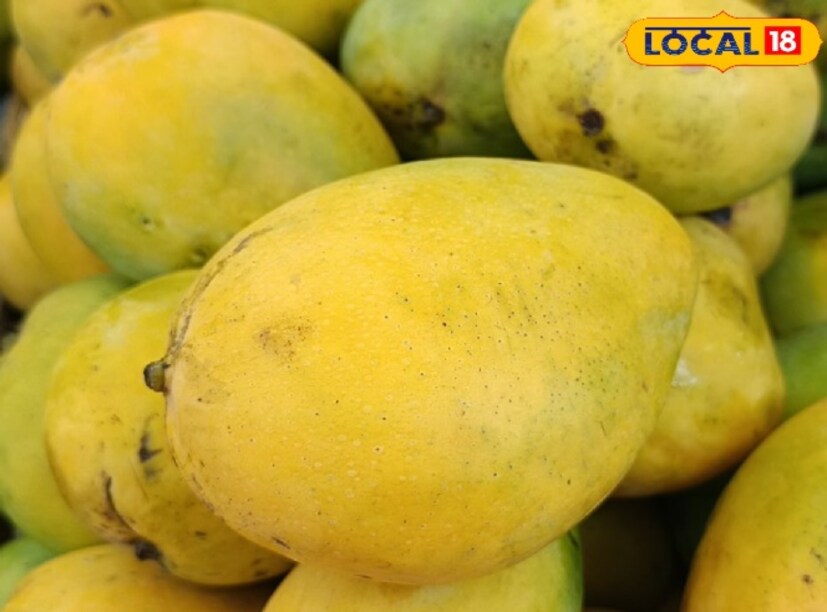 গরমকাল মানেই আম, জাম, কাঁঠাল ফলের মরসুম। তবে এইসবের মধ্যে ফলের রাজা আমের চাহিদা থাকে সবচেয়ে বেশি। বৈশাখ মাস পড়ার আগে থেকেই শুরু হয়ে যায় বাজারে আমের চাহিদা। এখনও হিমসাগর এবং ল্যাংড়া আম বাজারে আসতে কিছুটা দেরি রয়েছে। (Sarthak Pandit)