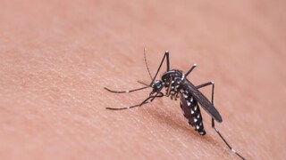 জাপানি এনকেফালাইটিসের থাবা এবার জলপাইগুড়িতে