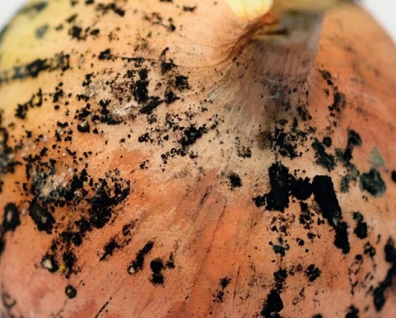 এই কালো দাগ আসলে এক ধরনের ছত্রাক—**Aspergillus niger**। এটি সাধারণত মাটিতে পাওয়া যায়। যদিও এই ছত্রাক অন্যান্য ব্ল্যাক ফাঙ্গাসের মতো ভয়ঙ্কর ও প্রাণঘাতী রোগ সৃষ্টি করে না, তবুও এটি আমাদের শরীরের পক্ষে একেবারে নিরাপদ নয়। 