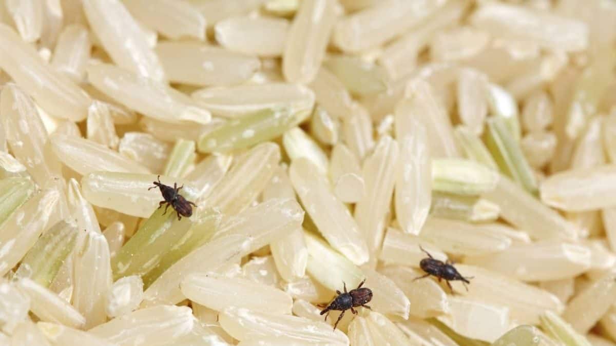 Rice: চালের ড্রামে গিজগিজ করছে কালো কালো 'পোকা'? তুড়িতে তাড়ান! শিখে ...